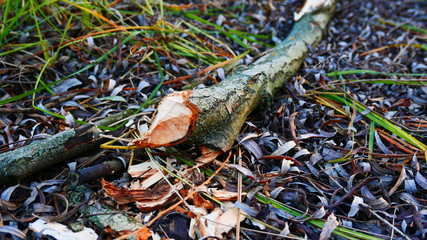 Beaver branch on the ground