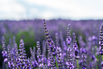 Lavender field in Provence. Sprigs of lavender bloom beautifully in the sun.