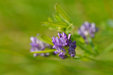 Luzerne (Medicago sativa)