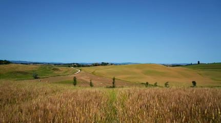 Fototapeta premium Sunny fields in Tuscany, Italy. Vintage tone filter effect with noise and grain.