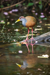 Aramides cajanea Grey-necked wood rail The bird is standing on the ground in nice wildlife natural environment of Costa Rica..