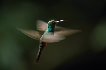 Fototapeta na wymiar Chalybura urochrysia, Bronze-tailed plumeleteer The Hummingbird is hovering in the dark of the rain forest. Dark background...