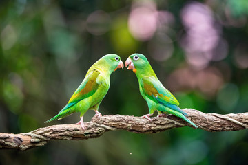 Brotogeris jugularis, Orange-chinned parakeet The bird is perched on the branch in nice wildlife natural environment of Costa Rica, parrot..