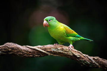 Brotogeris jugularis, Orange-chinned parakeet The bird is perched on the branch in nice wildlife natural environment of Costa Rica, parrot..