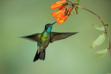 Fototapeta premium Eugenes fulgens, Rivolis hummingbird The Hummingbird is hovering and drinking the nectar from the beautiful flower in the rain forest. Nice colorful background...