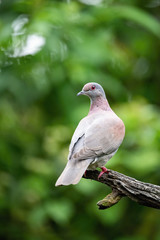 Patagioenas nigrirostris Short-billed pigeon The bird is perched on the branch in nice wildlife natural environment of Costa Rica..