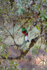 Pharomachrus mocinno, Resplendent quetzal The bird is perched on the branch in nice wildlife natural environment of Costa Rica
