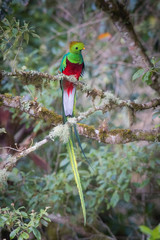 Pharomachrus mocinno, Resplendent quetzal The bird is perched on the branch in nice wildlife natural environment of Costa Rica