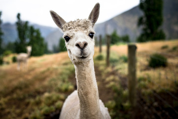 Lustiges Porträt eines geschorenen Lamas - süßes Alpaka