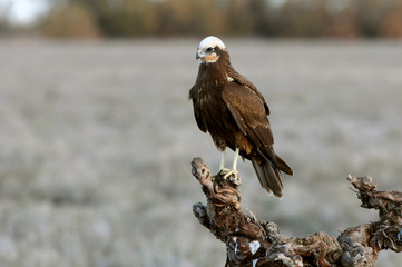 Adult female of Western marsh harrier, Circus aeroginosus