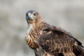 Two years old female of Bonelli´s Eagle with the first lights of the day, birds, raptors, eagles