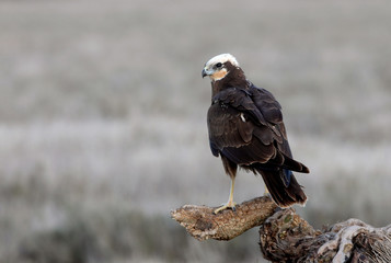 Adult female of Western marsh harrier, Circus aeroginosus