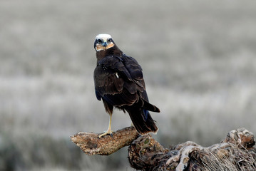 Adult female of Western marsh harrier, Circus aeroginosus