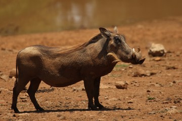The common warthog (Phacochoerus africanus) going to the waterhole in evening sun.