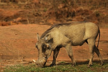 The common warthog (Phacochoerus africanus) going to the waterhole.