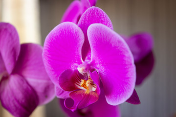 The purple phalaenopsis orchid in macro shot