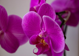 The purple phalaenopsis orchid in macro shot