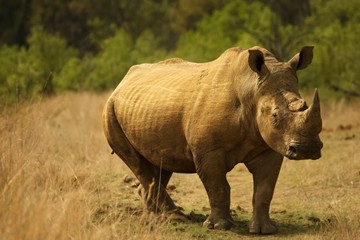 A white rhinoceros, rhino, (Ceratotherium simum)  staying in grassland.