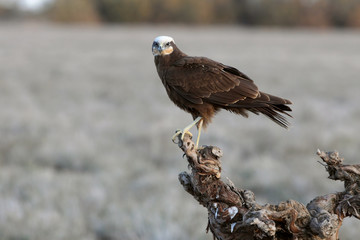 Adult female of Western marsh harrier early in the morning, Circus aeroginosus, wetland, birds,...