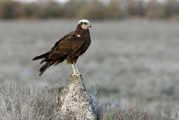 Adult female of Western marsh harrier, Circus aeroginosus