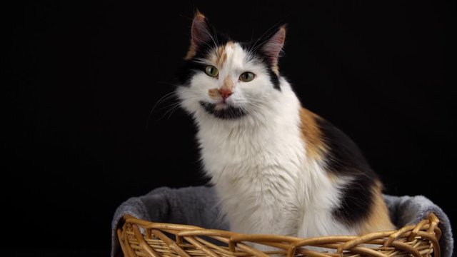 Three-color cute pregnant fluffy cat is sitting in a yellow wicker basket on a gray blanket on a black background.