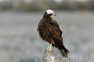 Adult female of Western marsh harrier, Circus aeroginosus