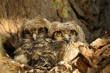 Two Spotted Eagle-Owls babies (Bubo africanus) sitting in the shade.