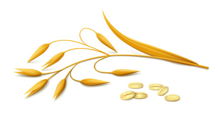 Ripe spike of oats and a few flakes lying on white background. Realistic vector illustration.