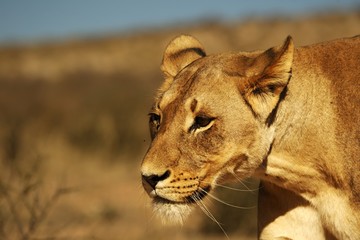 Lioness (Panthera leo) walking in Kalahari desert and looking for the rest of her pride.