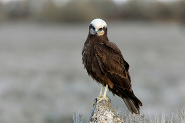 Adult female of Western marsh harrier early in the morning, Circus aeroginosus, wetland, birds, ralptors, eagles