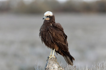 Adult female of Western marsh harrier, Circus aeroginosus
