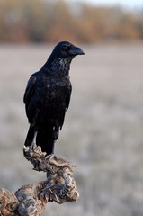 Common raven with the first lights, Corvus corax