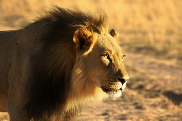 The huge Lion male (Panthera leo) with black mane walking in Kalahari desert