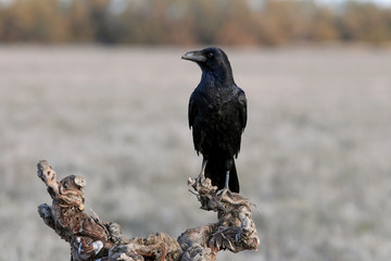 Common raven with the first lights, Corvus corax