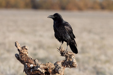 Common raven with the first lights, Corvus corax