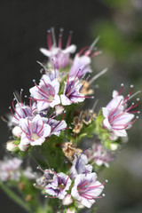 Obraz premium Orchidee