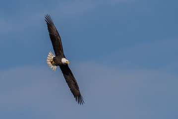 bald eagle in flight