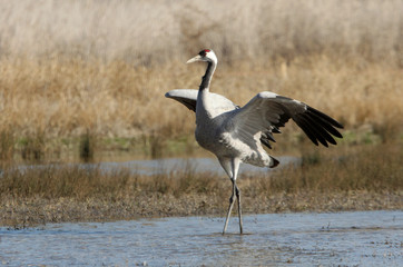 Common crane, Grus grus, birds