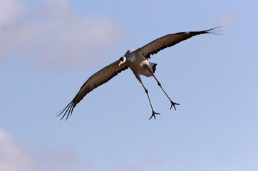 Common crane early morning, Grus grus, birds