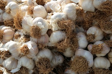 Macro Photo food garlic bulb. Background texture Plant vegetable garlic.