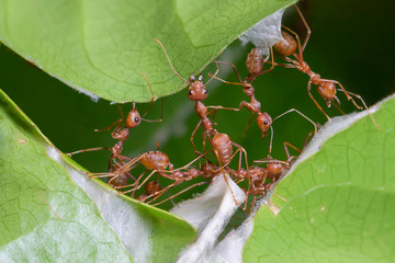Ants teamwork making their nests in the leafs. . Work ants are making their nest.