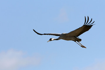 Common crane early morning, Grus grus, birds