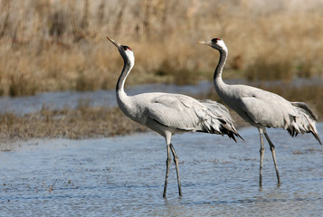 Common crane, Grus grus, birds