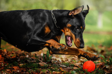 doberman lovely dog ​​magical portrait fun walk in autumn park
