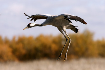 Common crane in a wetland of central Spain in the morning