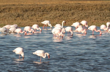 Naklejka premium Gruppe von Flamingos in Salzlagune bei Swakopmund, Namibia