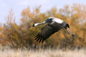 Common crane in a wetland in the morning, Grus grus, birds, cranes