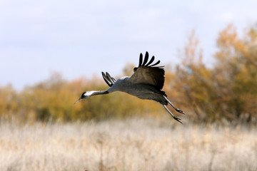 Common crane in a wetland of central Spain in the morning