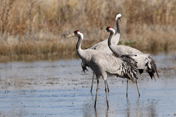 Obraz premium Common crane in a wetland of central Spain, Grus grus, birds