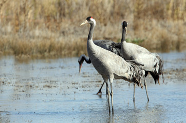 Common crane in a wetland of central Spain in the morning